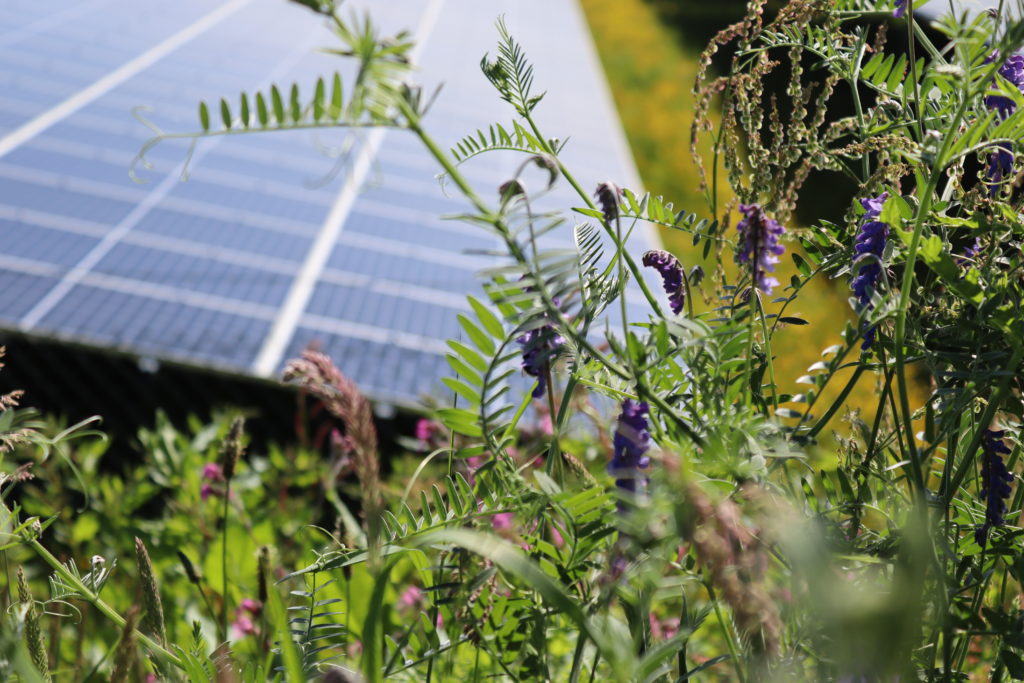 Ecologie op het zonnepark