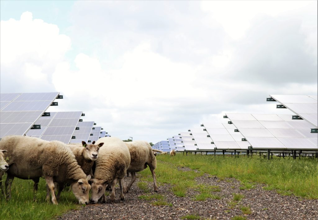 Ecologie schapen op zonnepark
